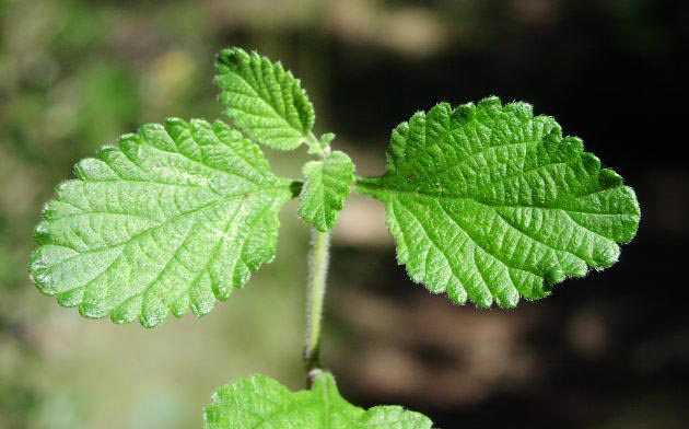 Lantana montevidensis